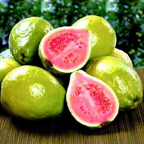 20 Lemon Apple Pink Guava Tree Seeds - Ruby Supreme Psidium guajava Tropical Fruit for Home Gardening