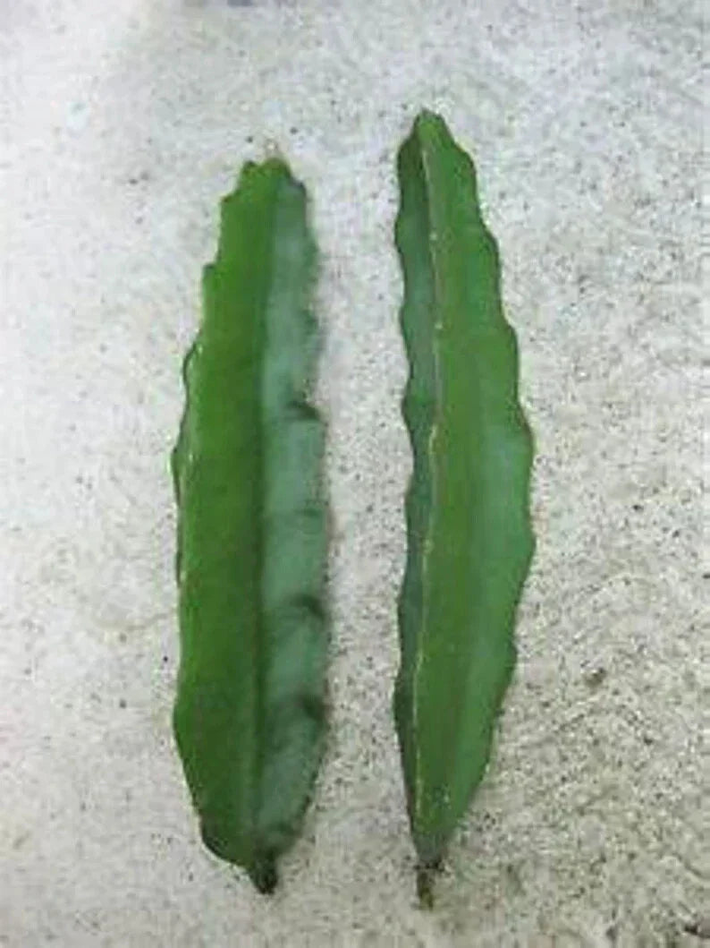 Aussie Gold Dragon Fruit Cuttings – 8-12 Inches Isis Gold Hylocereus undatus Fresh Exotic Fruit Plant