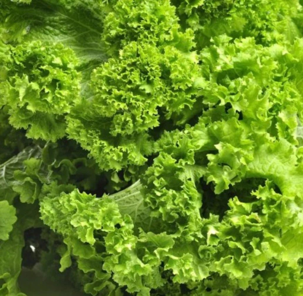 Southern Giant Curled Mustard Seeds - 5,000+ Heirloom Brassica juncea Vegetable Seeds for Greens, Salads & Cooking
