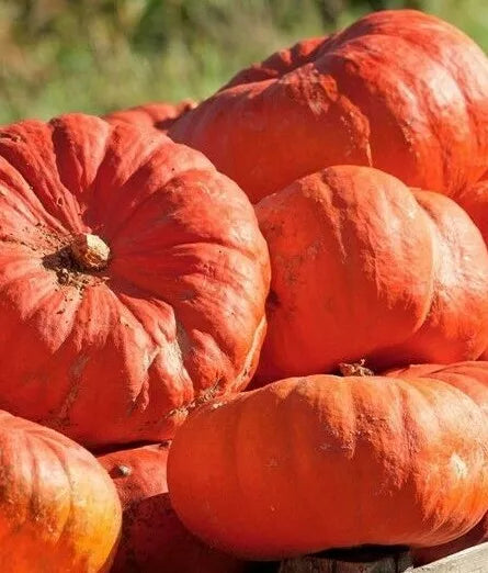Cinderella's Carriage Pumpkin Seeds - Heirloom Cucurbita pepo, Unique Carriage-Shaped Pumpkins for Fall Decorations & Cooking