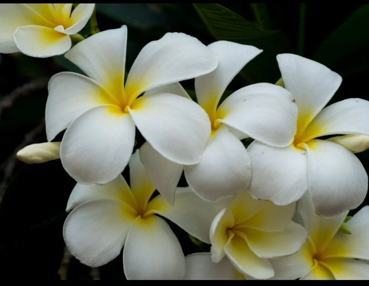Plumeria Cutting - Triple Branched Yellow Frangipani Live Plant for Garden, Container, Landscaping