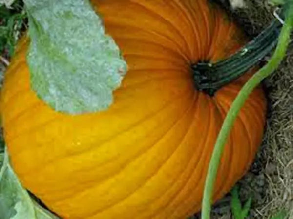Pumpkin Seeds - 100 Heirloom Connecticut Field Cucurbita pepo Non-GMO for Gardening, Cooking & Fall Decorations