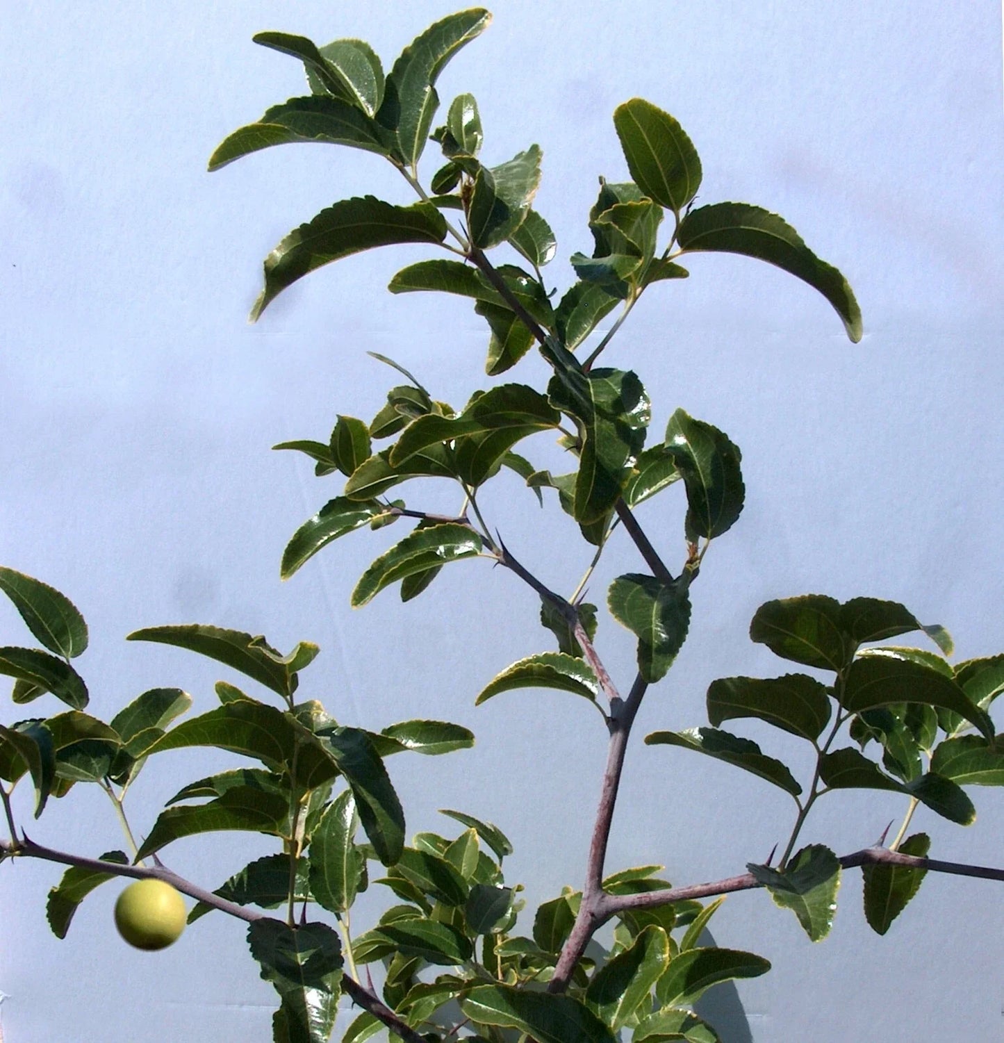 Sugar Cane Jujube Tree Cutting 8" Graft Scion Ziziphus jujuba No Roots for Grafting
