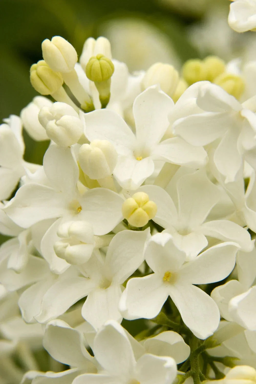 Angel White Lilac Seeds - Fragrant Hardy Perennial Flower - Syringa vulgaris 'Angel White' - Garden Planting Supplies