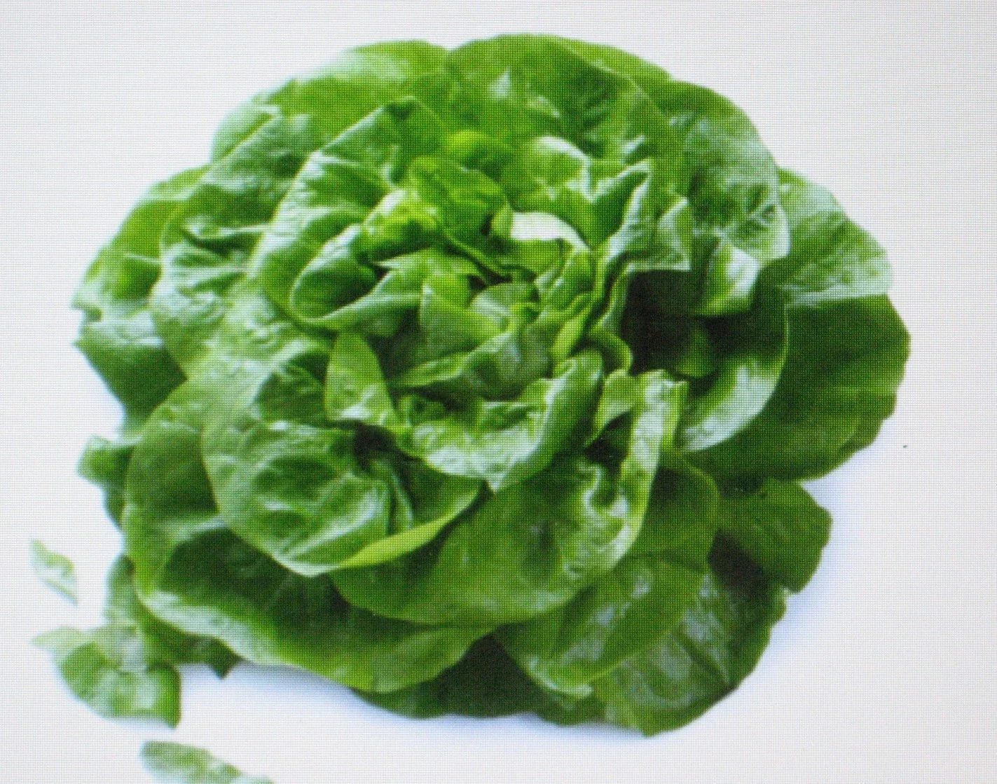 Butterhead Lettuce Seeds - Buttercrunch Variety, 200 Count, Heirloom Vegetable Seeds, Lactuca sativa, Compact, Tender, Crisp Leaves