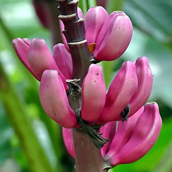 Pink Dwarf Banana Tree Seeds - 100 Count Musa velutina Rare Tropical Fruit Plant for Zone 7b Indoor Outdoor