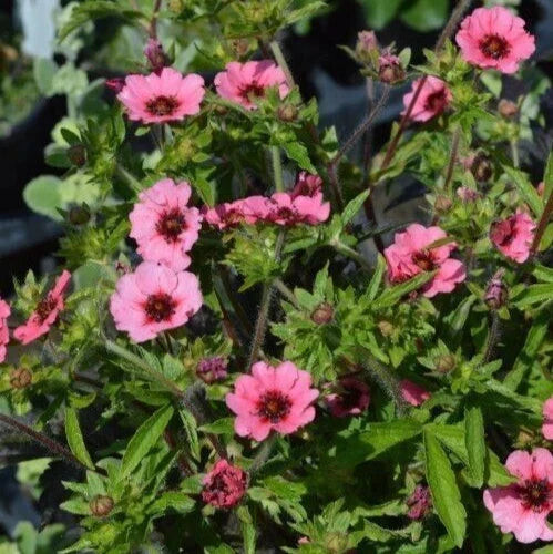 Potentilla Seeds 25+ Count Miss Willmot Yellow Flower Hardy Perennial Potentilla fruticosa