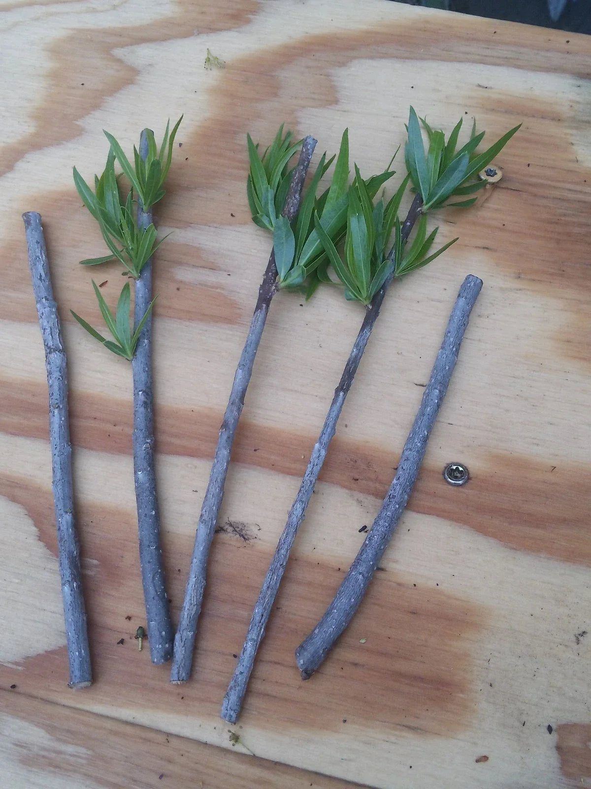 Podocarpus Macrophyllus Cuttings | Japanese Yew Bush Maki Evergreen | 10 Premium Planting Cuttings
