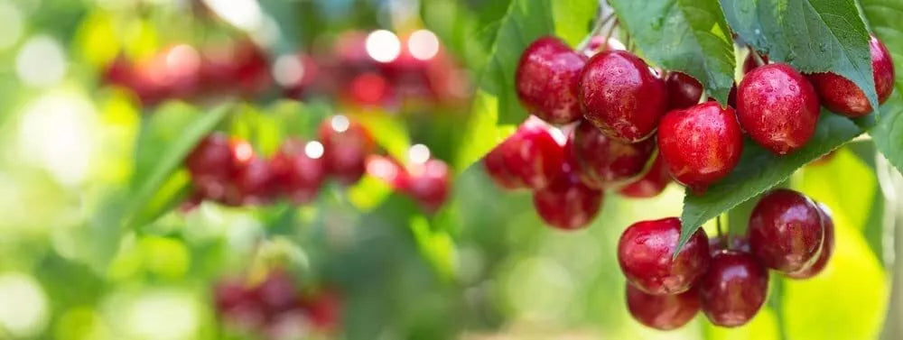 Sweet Cherry Tree Seeds - 20 Pack - Prunus avium - Ideal for Home Gardening and Orchards - Fruit-Bearing Planting Seeds