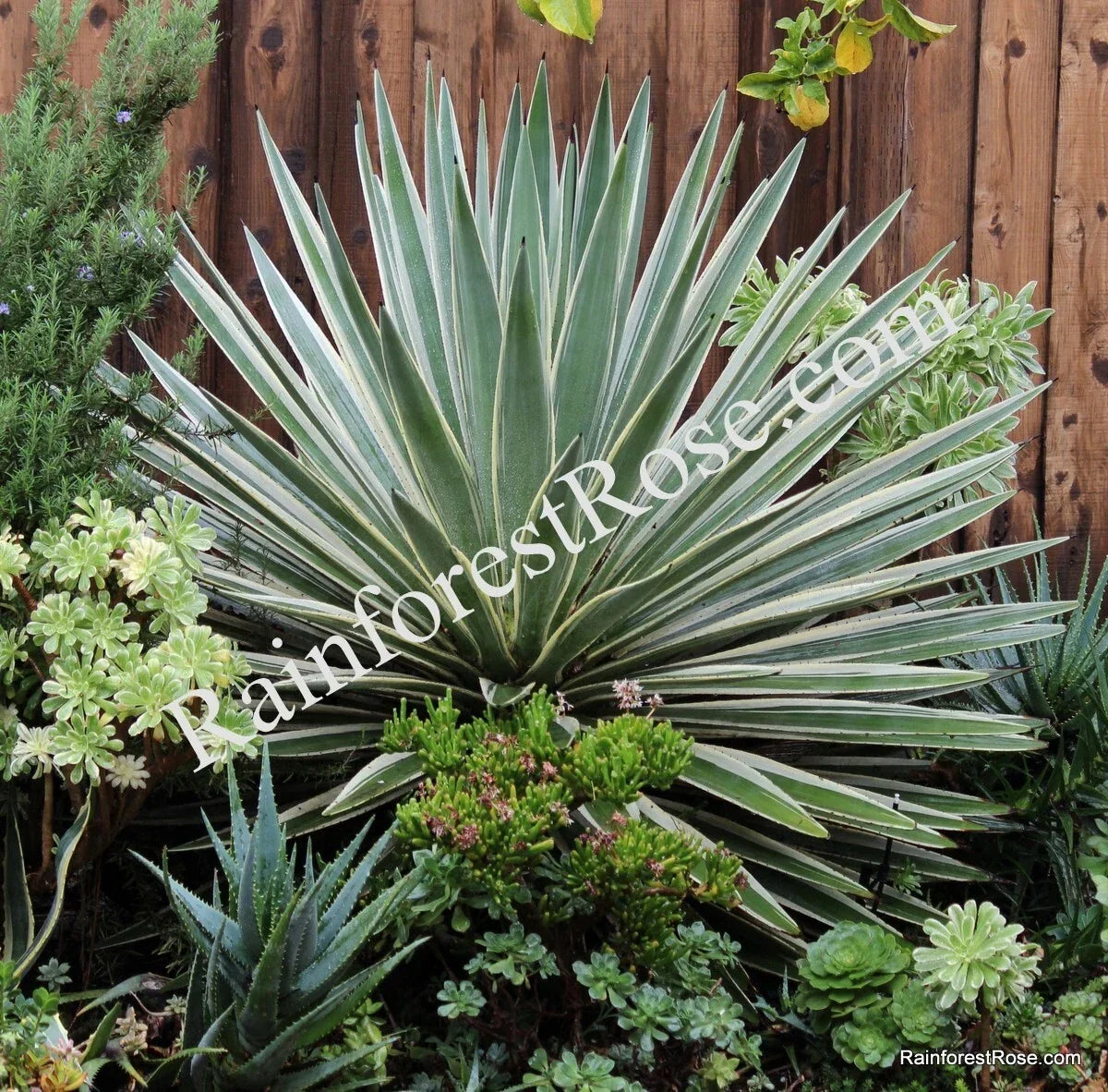 Agave Baby Cuttings – Variegated Caribbean Agave Plants – Agave angustifolia variegata – Indoor & Garden Decorative Succulents