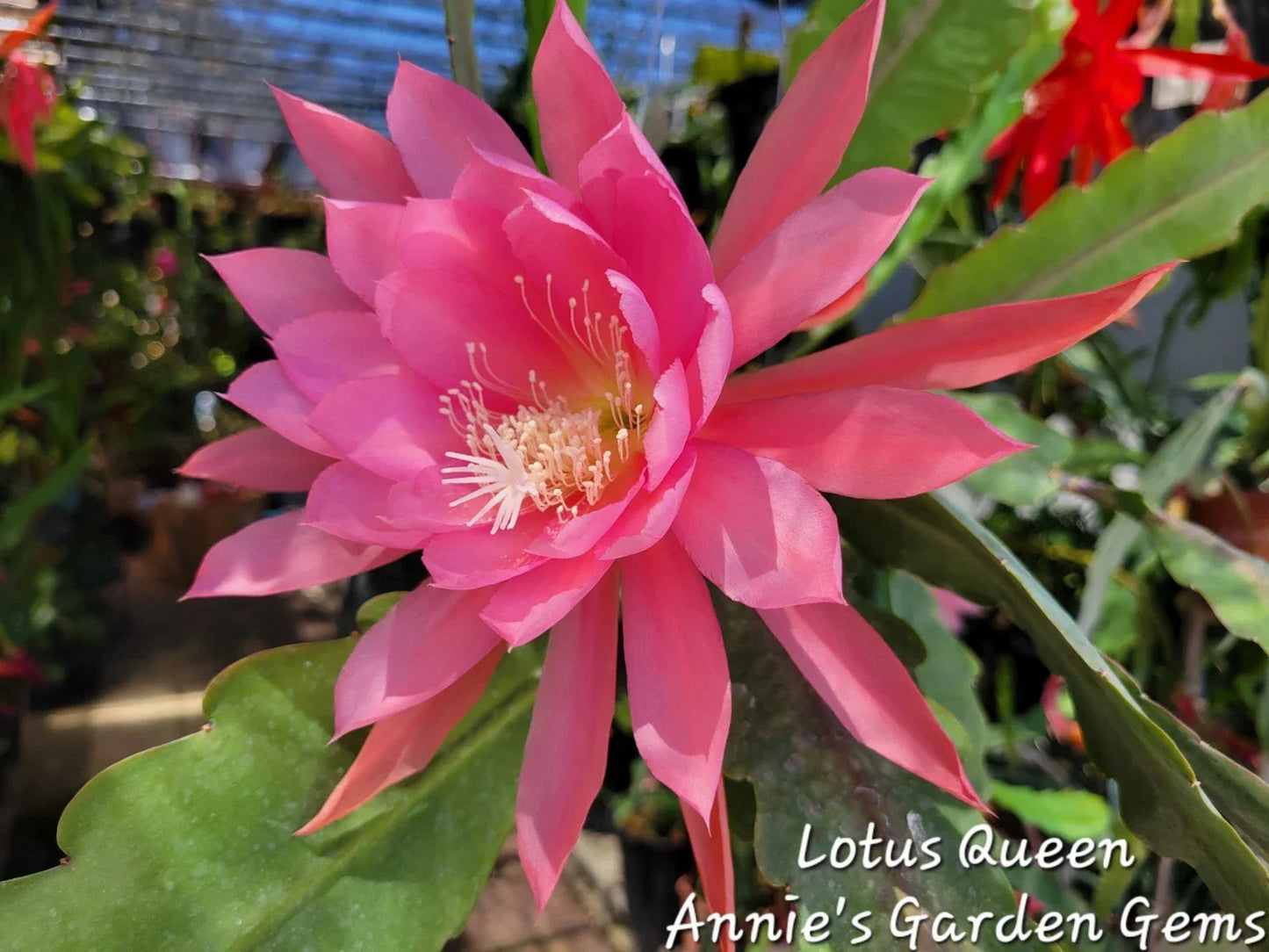 Epiphyllum Lotus Queen Cuttings - Unrooted 8-10 Inches Exotic Cactus Plant for Propagation and Indoor Garden