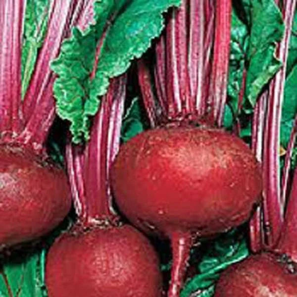 Beet Seeds 500 Pack Detroit Dark Red Heirloom Non-GMO Beta vulgaris for Home Garden, Salad, Roasting