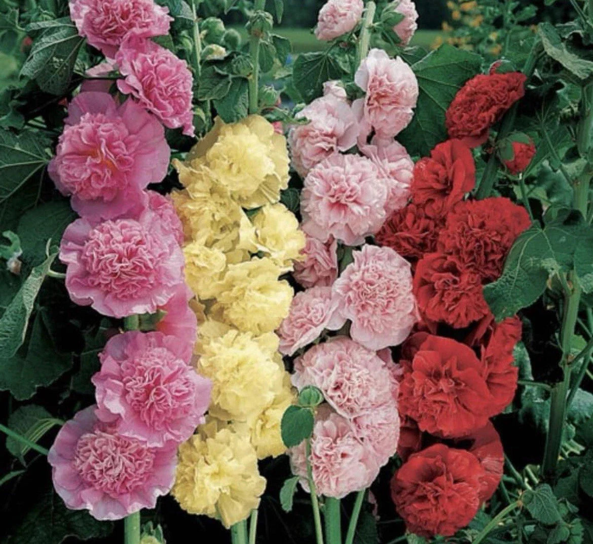 Hollyhock Seeds - Summer Carnival Mix - Non-GMO Alcea rosea Flower Seeds for Garden, Pollinator Attracting, Cut Flowers