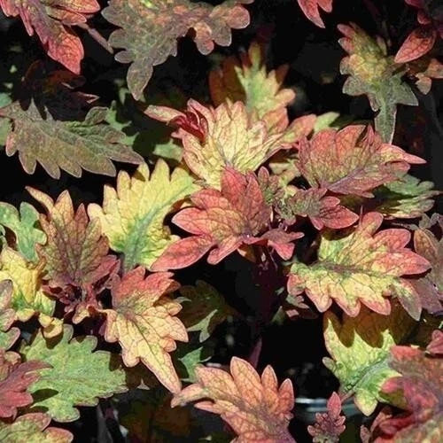 Coleus Live Rooted Starter Plant - Smallwood Variety, Colorful Foliage, Solenostemon scutellarioides, Indoor Garden