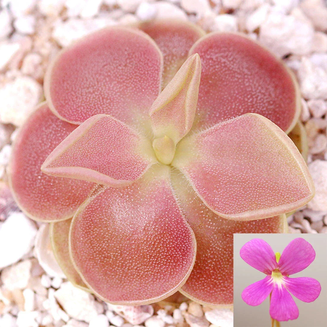 Pinguicula 'Sethos' Mexican Butterwort Carnivorous Plant Live Small House Garden Decor