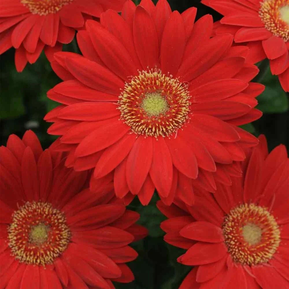 Deep Red Gerbera Daisy Seeds - 200+ Pack for Garden Planting - Gerbera jamesonii - Bright Color, Attracts Pollinators