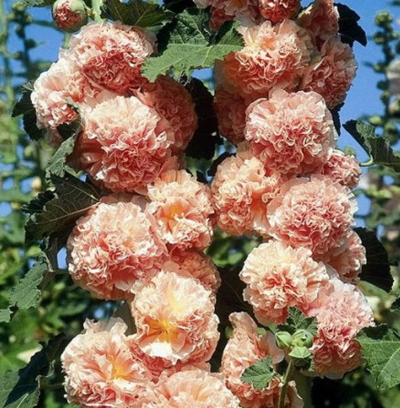 Hollyhock Seeds - 25 Non-GMO Alcea rosea Salmon Double Blooms for Cottage Gardens & Borders