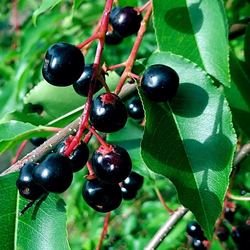 Black Cherry Tree Seeds - Hardy Fast Growing Prunus serotina for Fall Color, Wildlife Attraction, Ornamental Landscaping