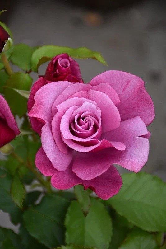 Fragrant Rose Cuttings - Barbra Streisand Variety - Rosa 'Barbra Streisand' - 3 Premium Garden Planting Cuttings