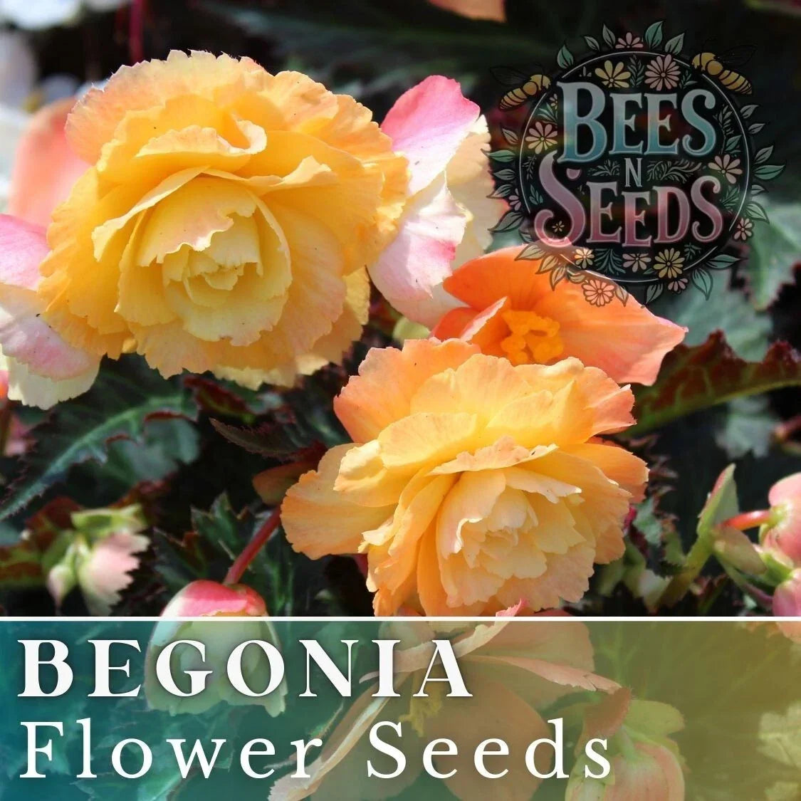 Begonia Seeds - Sunny Zing Variety - Non-GMO Flower Seeds for Gardens & Containers - Begonia x tuberhybrida
