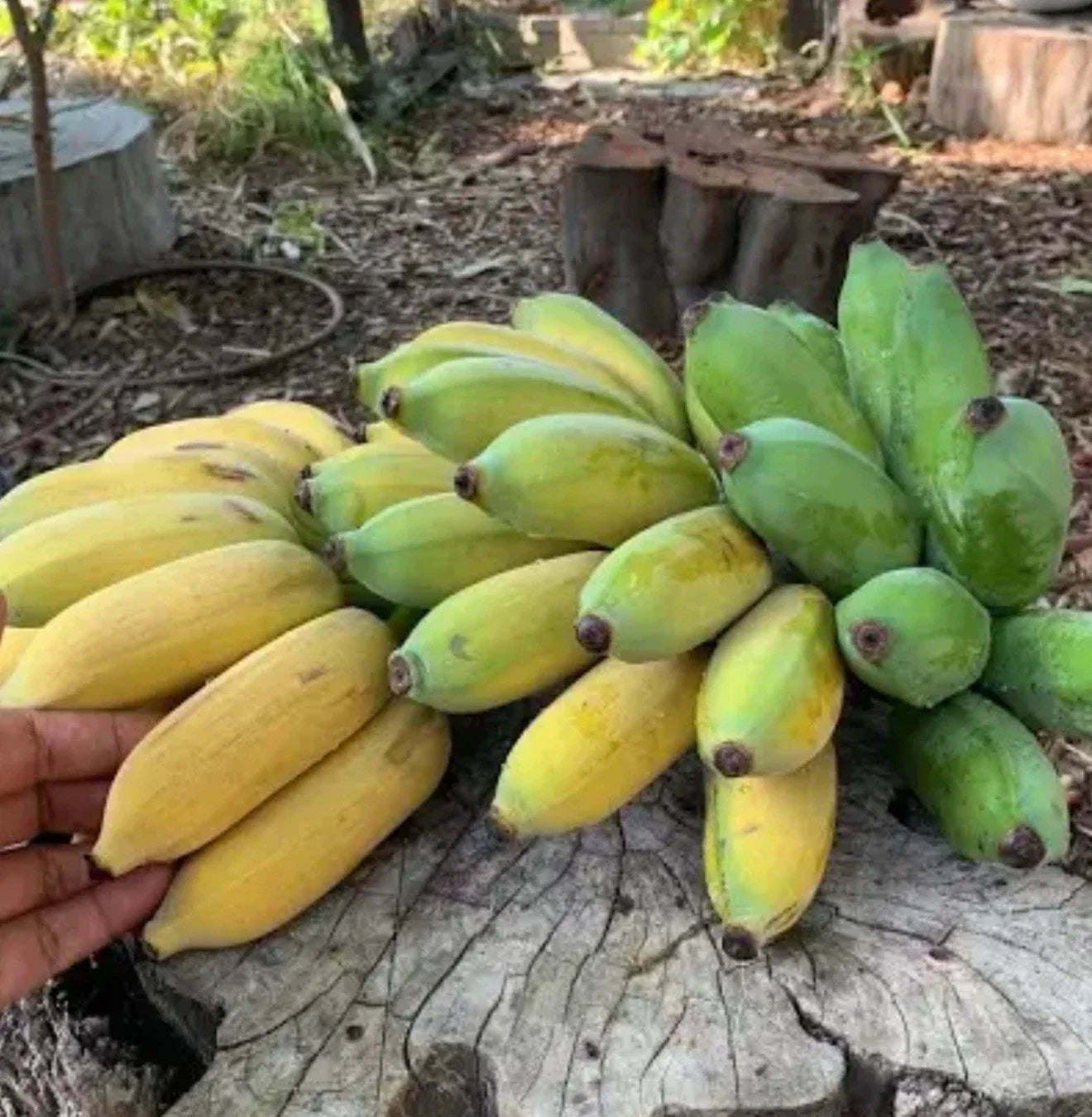 Gold Finger Banana Tree - Small Well-Rooted Starter Plant Musa acuminata 'Gold Finger' Tropical Fruit Plant