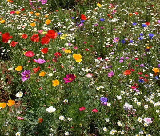 Wildflower Mix Seeds 1 oz Cascade Kaleidoscope Blend Native Pollinator Garden Wildflowers