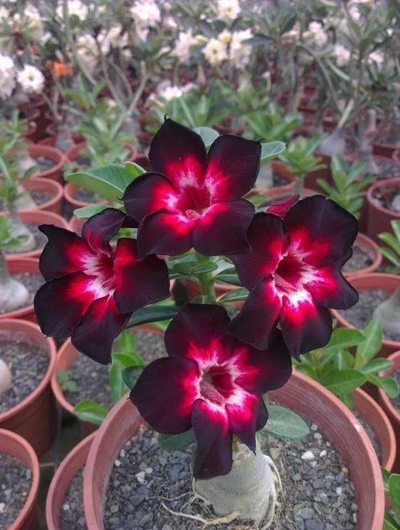 Desert Rose Seeds - 4 Pack Pink White Black Adenium Obesum Perennial Flower Seeds for Garden & Indoor Growth