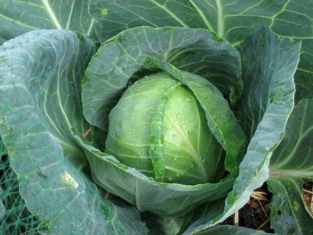 Golden Acre Cabbage Seeds - Heirloom Brassica oleracea var. capitata, Bulk 16,000 Seeds for Compact, Tender Green Leaves