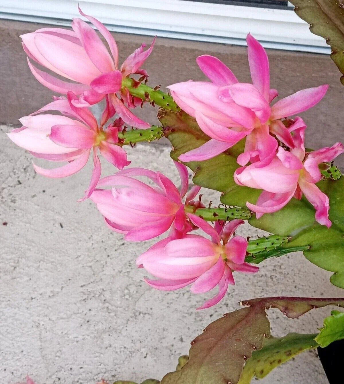 Rare Orchid Cactus Live Plant 6" German Empress Epiphyllum Hybrid Succulent Houseplant, Rooted and Ready to Grow