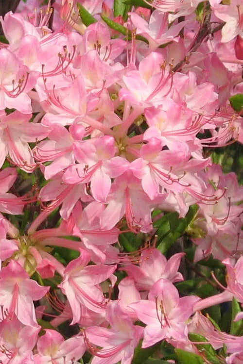 Azalea Starter Plant Pink Pearl Variety - Deciduous Flowering Bush Rhododendron, Pink Iridescent Blooms