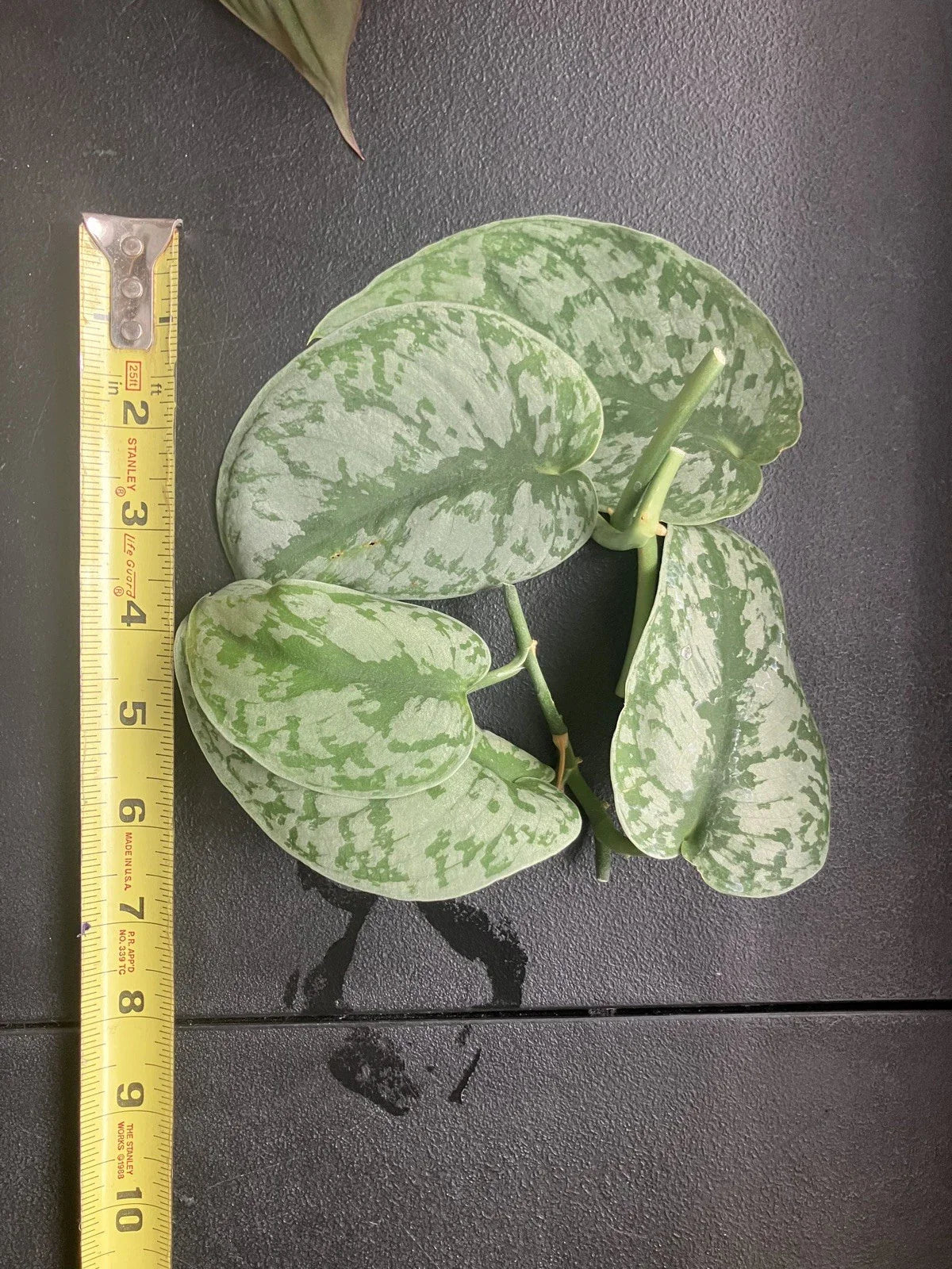 Scindapsus Pictus 'Exotica' Cuttings – 6 Healthy Vining Indoor Houseplants, Rare Silver-Patterned Aroid, Easy Care Greenery
