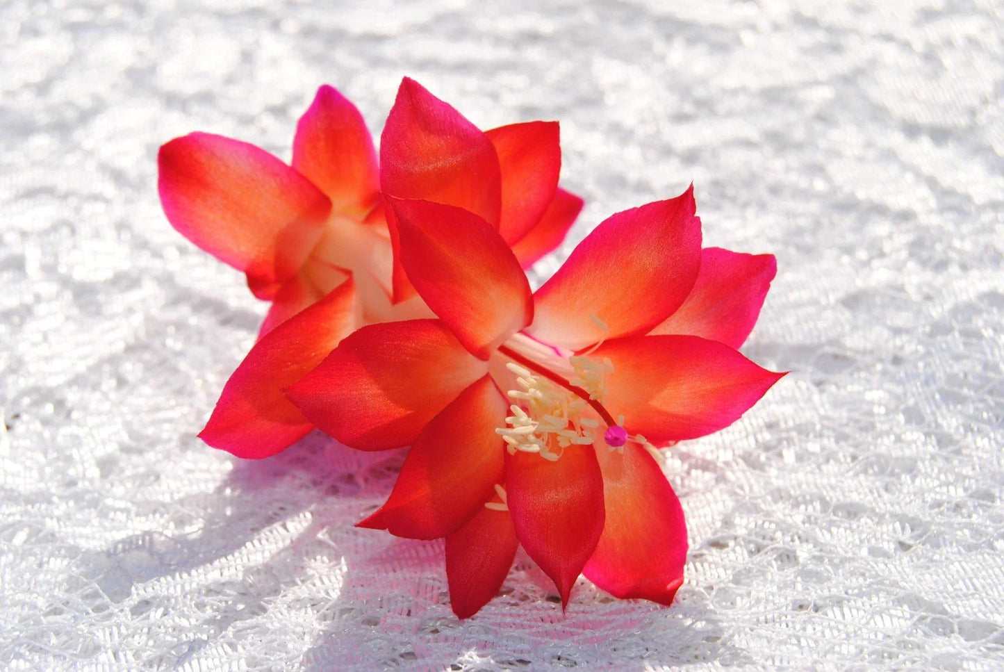 Christmas Cactus Starter Plant - Roxanne Variety - Schlumbergera Truncata - Holiday Decor, Vibrant Blooms, Easy Care