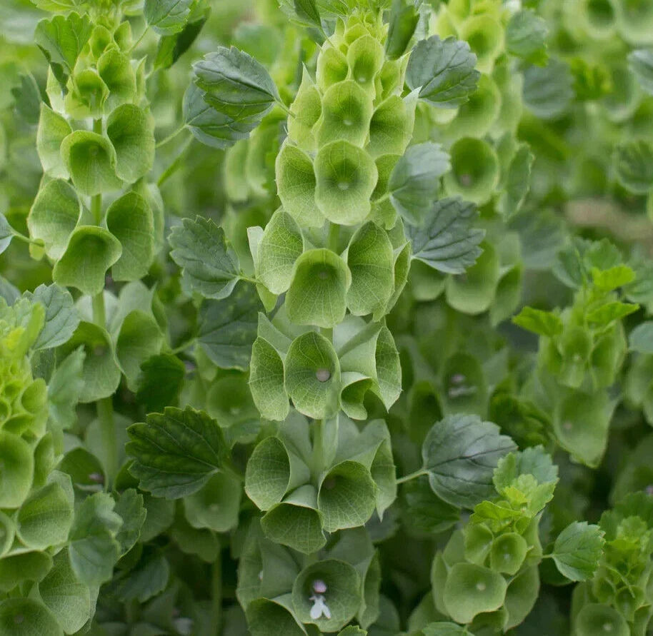 Bells of Ireland Seeds - 200+ Fragrant Green Blooms for Gardens & Floral Arrangements - Moluccella laevis - Easy to Grow Annual