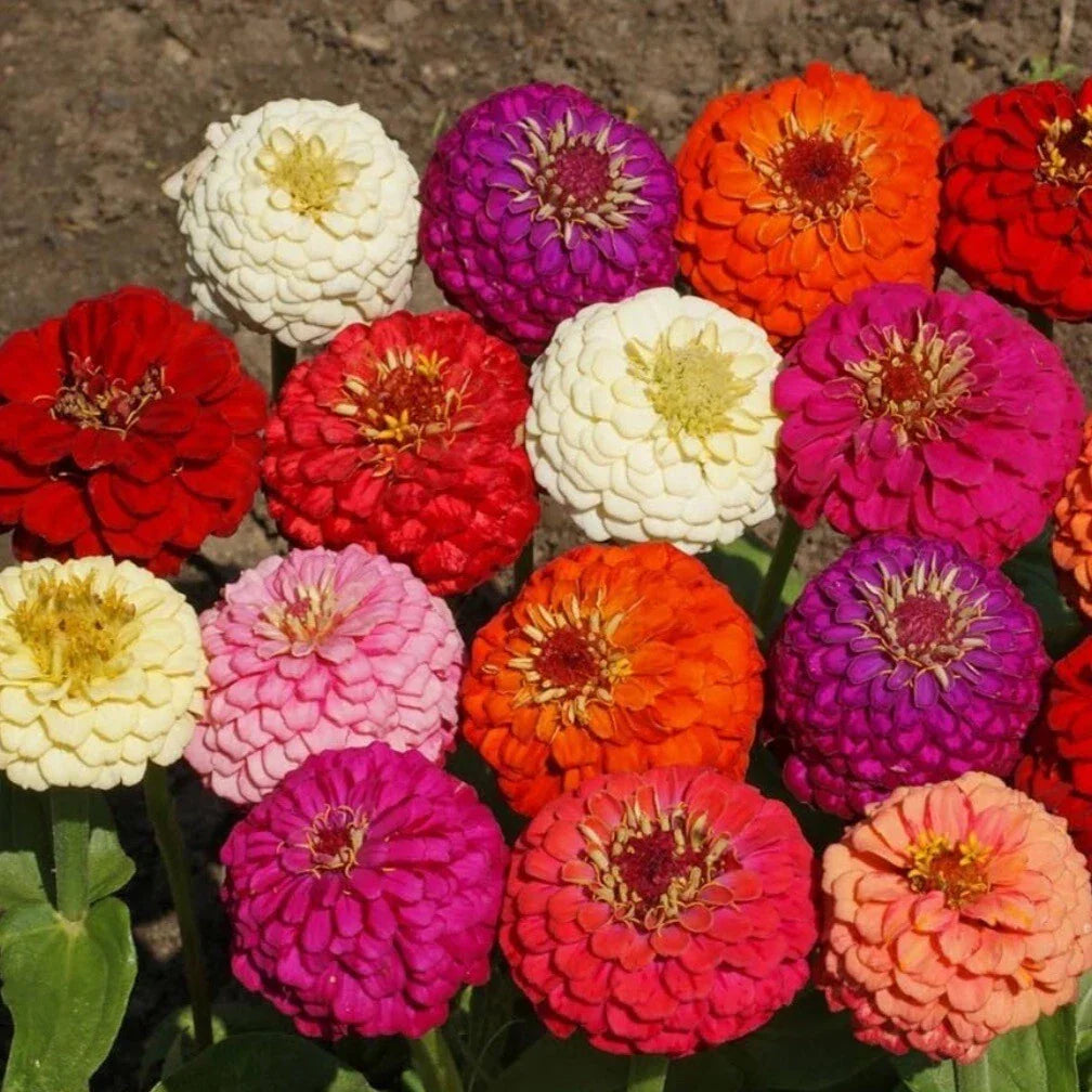 Zinnia Seeds Seed Packet, Lilliput Variety, Colorful Garden Flowers, Zinnia elegans, Non-GMO, Heirloom, Pollinator Attracting