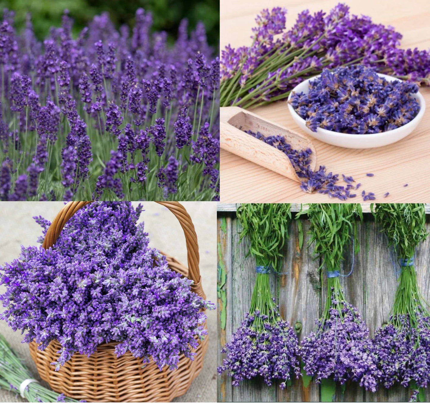 Lavender Seeds - 200 Non-GMO Lavandula angustifolia Perennial Flowers for Garden, Bouquets & Aromatherapy