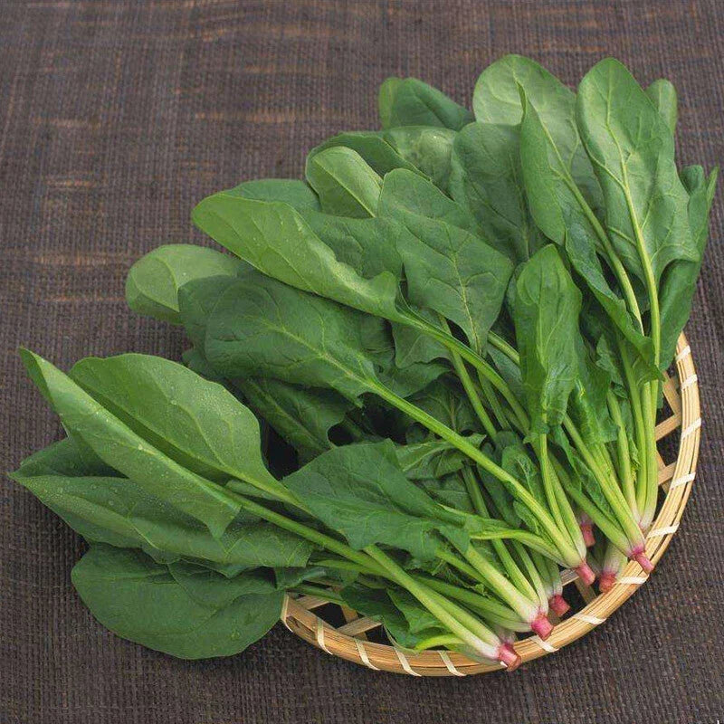 Big Round Leaf Spinach Seeds - Giant Noble Spinach, Spinacia oleracea, Vegetable Seeds, 200+ Non-GMO Seeds for Home Garden, Fast-Growing