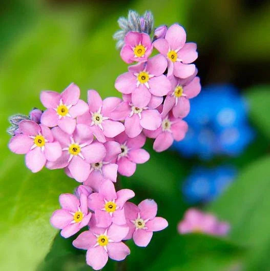 Forget Me Not Seeds - 200 Non-GMO Rose Perennial Flower Seeds for Ground Cover - Myosotis spp.