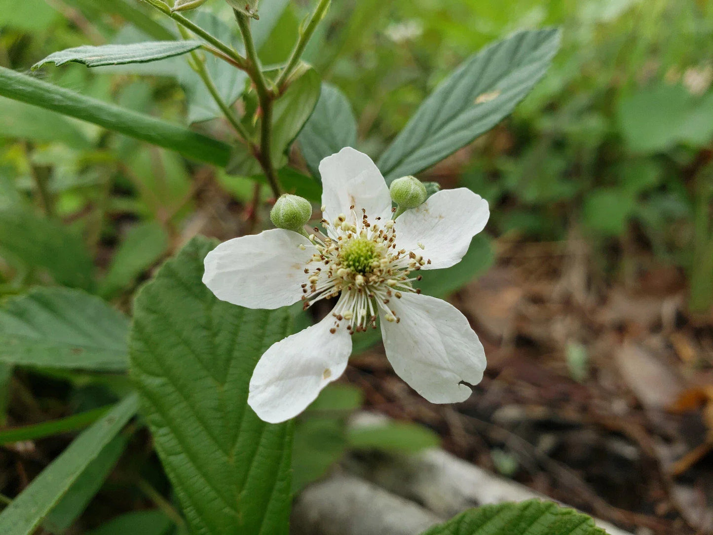 Sand Blackberry Seeds 25 Pack | Rubus cuneifolius Native Florida Berry for Wildlife & Garden Biodiversity