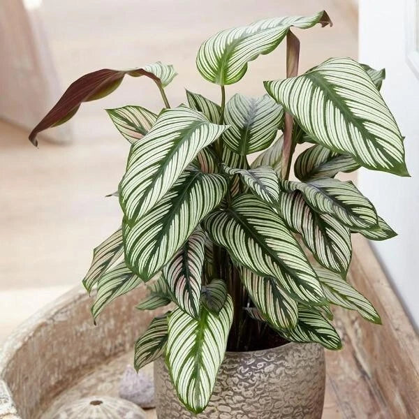 Calathea Seeds - White Star Variety for Indoor & Outdoor Planting - Calathea orbifolia - Non-GMO, Easy to Grow
