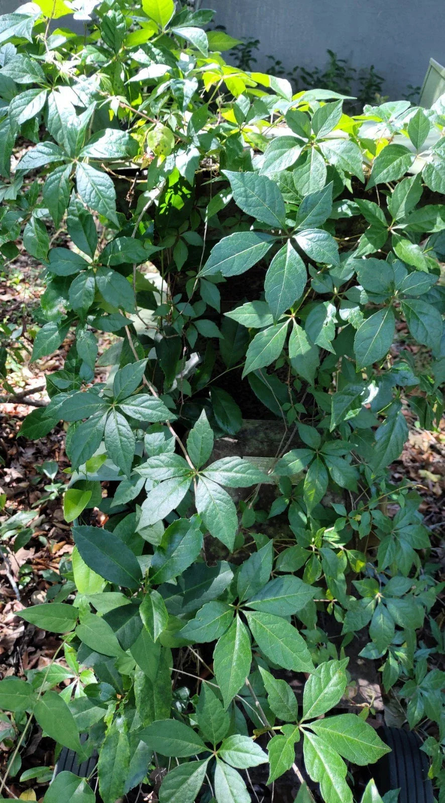 Virginia Creeper Live Vine Clippings – Florida Grown, Parthenocissus quinquefolia, Privacy Fence Cover, Fast-Growing Clippings