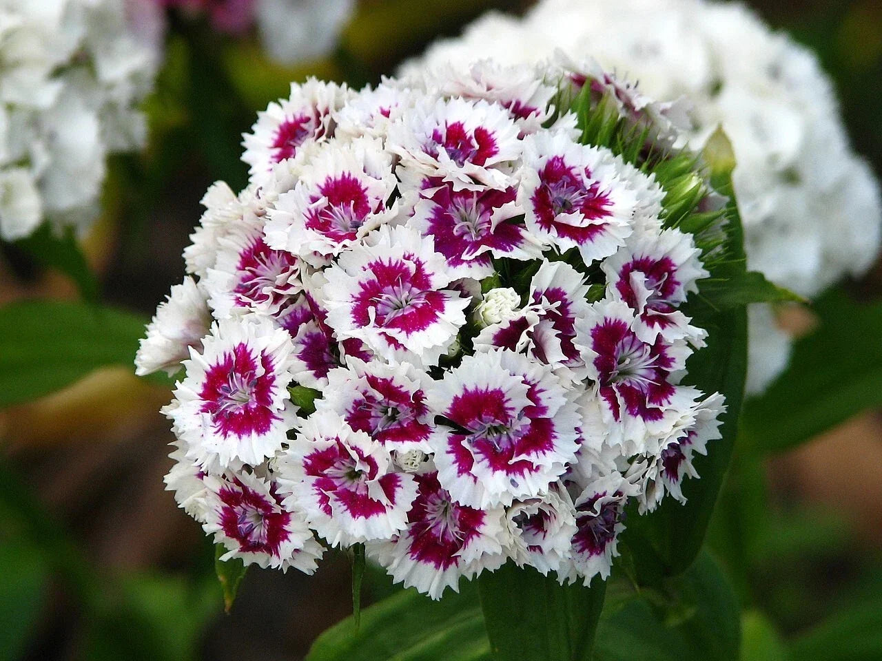 Sweet William Flower Seeds Pack of 20 | Dianthus barbatus | Vibrant Fragrant Blooms for Garden, Borders & Containers