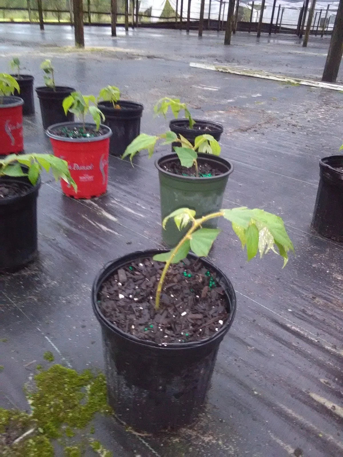Muntingia Calabura Strawberry Tree Live Plant - Rare 10 Pack - Tropical Fruit Plant - Free Shipping