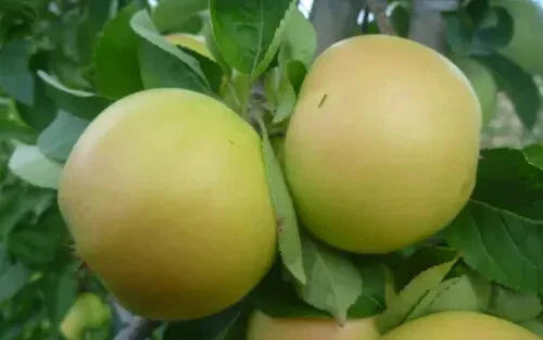 Apple Seeds for Planting - 25+ Organic Malus domestica Seeds for Home Garden, Orchard, USDA Zones 3-8