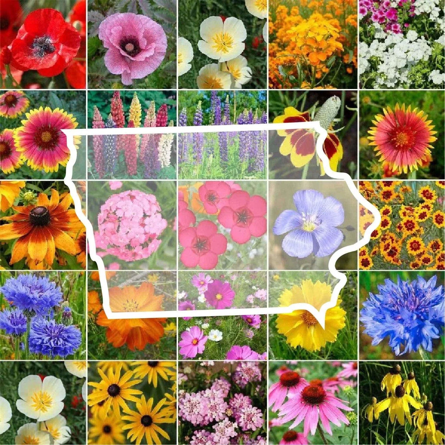 Wildflower Seed Mix - Iowa State Flower, Native Perennials & Annuals, Non-GMO, 1000 Seeds, Pollinator-Friendly, USA Native Wildflowers