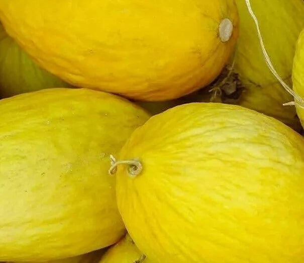 Crenshaw Melon Seeds 50+ Count, Cucumis melo, Summer Garden Vining Fruit for Home Orchard