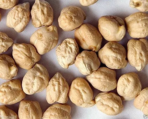 Garbanzo Bean Seeds 4 Ounce | Organic Chickpea Seeds Cicer arietinum for Home Gardening, Container or Garden Plot
