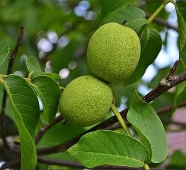 Live Black Walnut Tree - Well-Rooted 1-Year-Old Juglans nigra Plant for Garden, Shade, and Timber