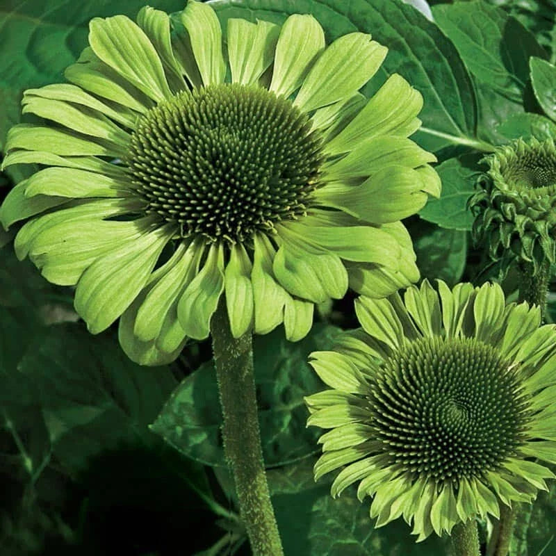 50 Green Jewel Coneflower Seeds - Echinacea purpurea Perennial Flower Seeds for Garden, Attracts Pollinators, Drought-Tolerant, Full Sun