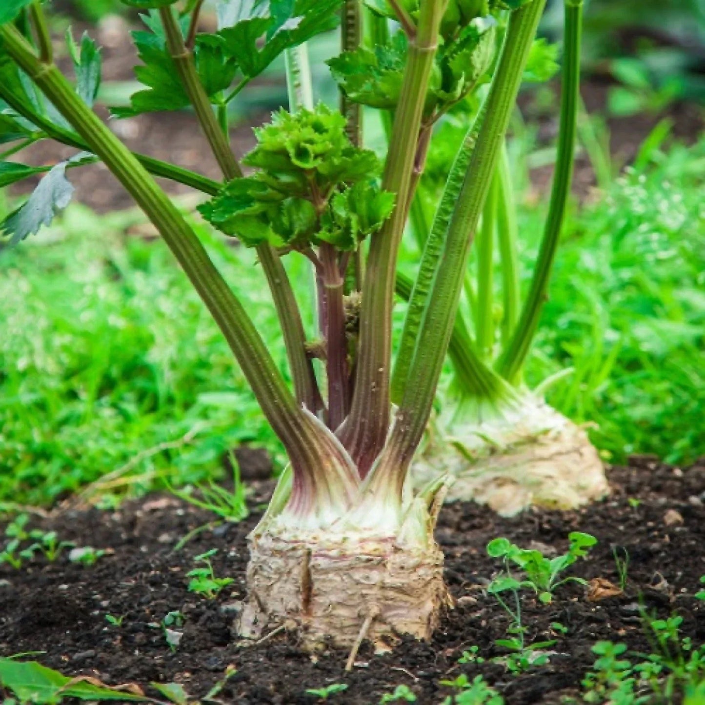 Celeriac Seeds 5000 Giant Prague OP Variety Large Smooth Hardy Apium graveolens