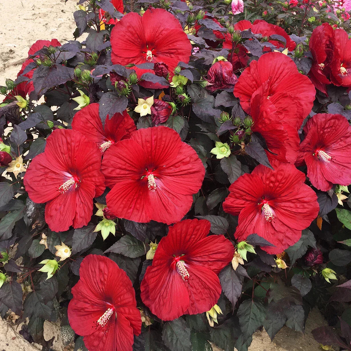 Bush Hibiscus Plant 2.5" Pot Holy Grail Hibiscus rosa-sinensis Big Red Flowers Hardy Shrub for Garden, Patio